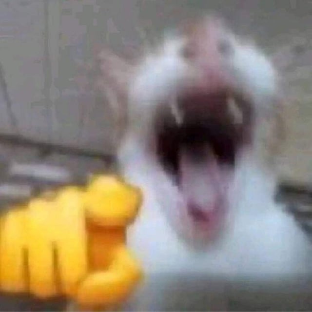 Rat en colère